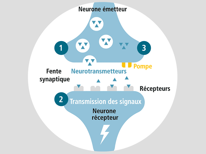 ADHS Ursachen Synapse Reizweiterleitung Botenstoffe