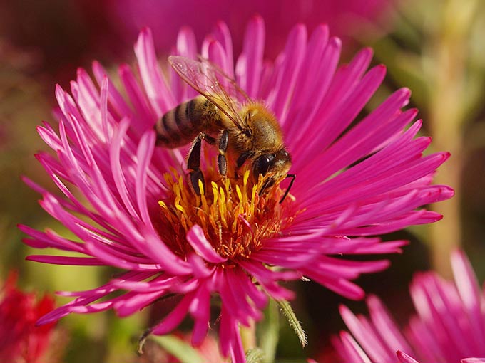 Allergie Insektengift Biene Blume
