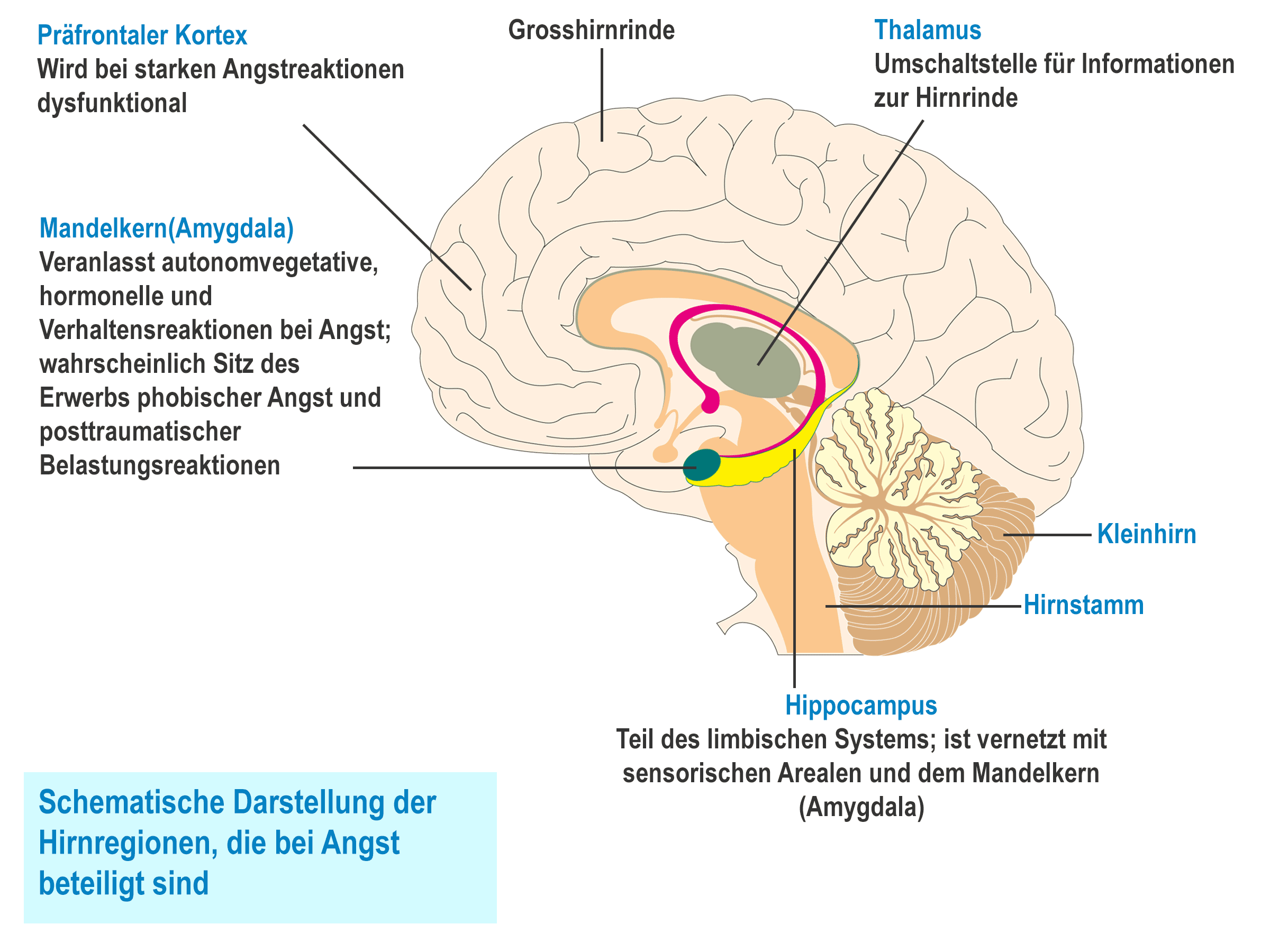 Gehirn Angst Anatomie Zentrum