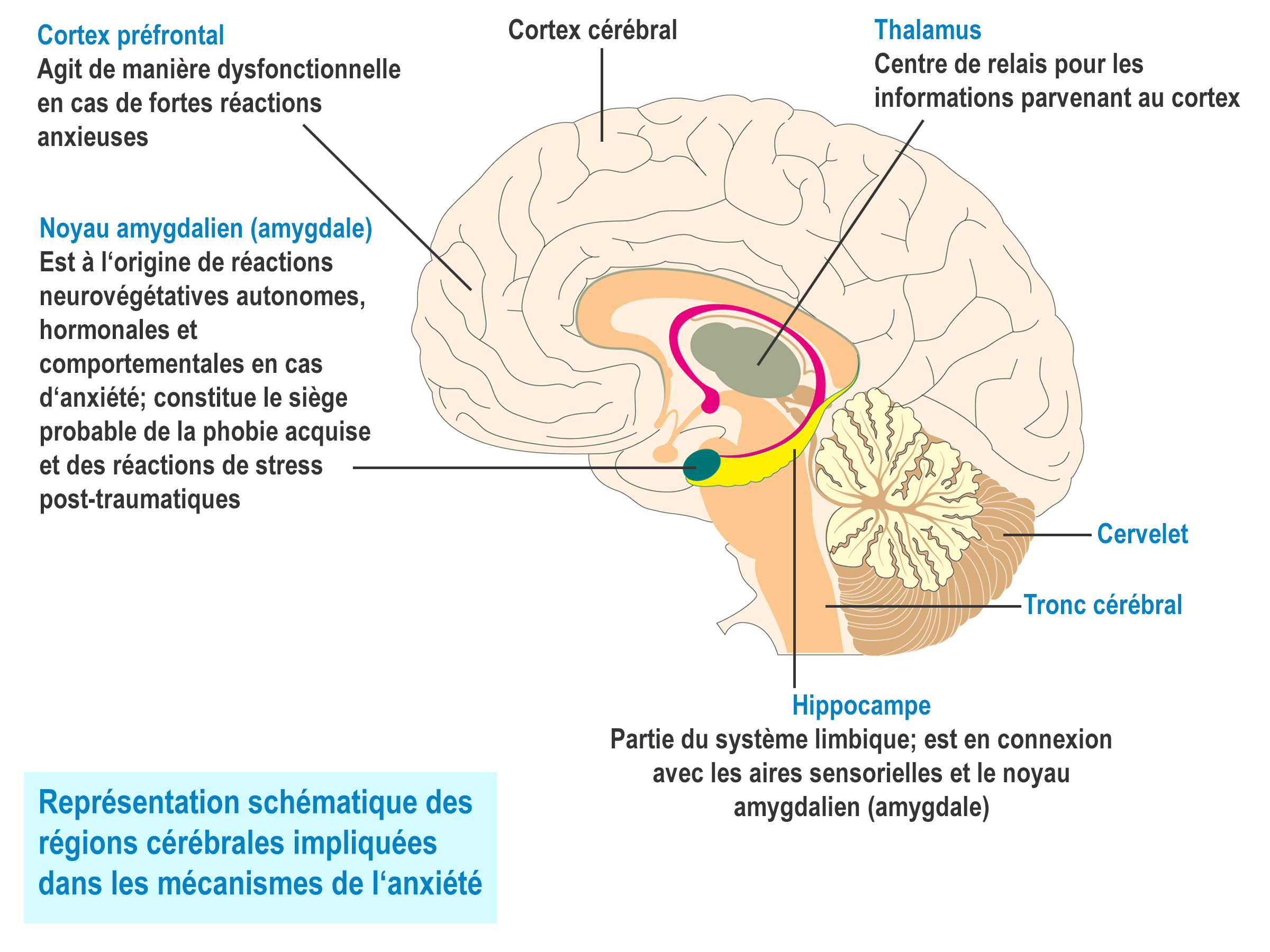 Gehirn Angst Anatomie Zentrum