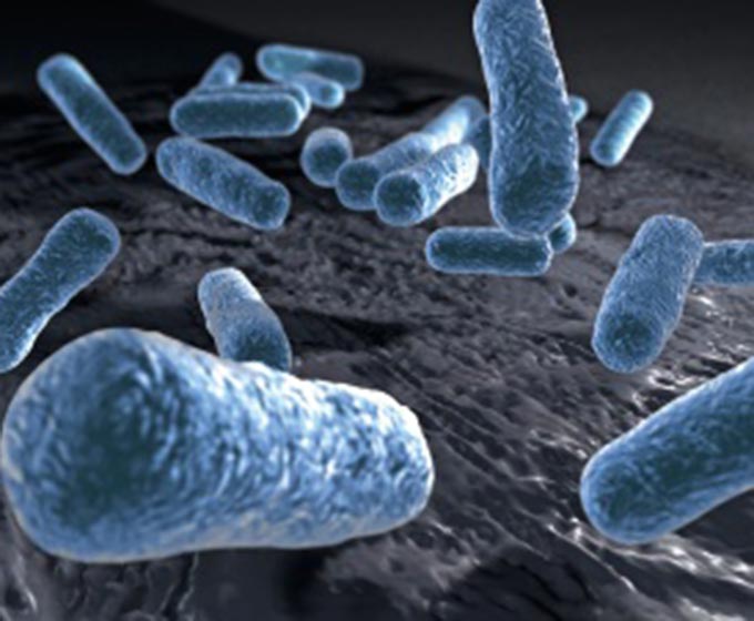 Coli Bakterien Krankheitserreger Infektion