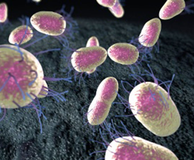 Bakterien Pneumokokken Krankheitserreger Infektion