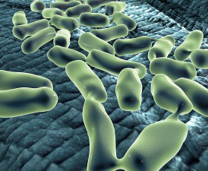 Bakterien Salmonellen Krankheitserreger Infektion