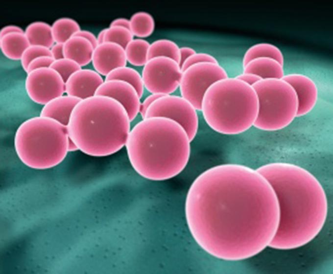 Staphylokokken Bakterien Krankheitserreger Infektion