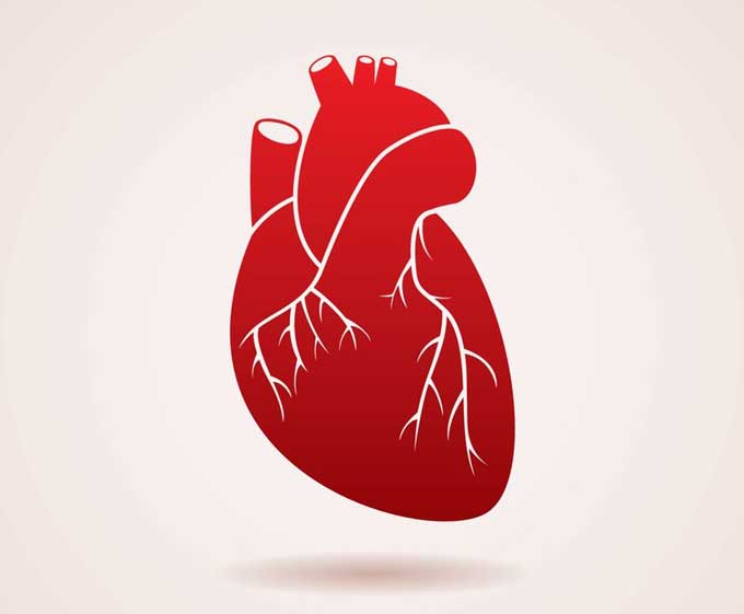 Herz Anatomie Darstellung Bluthochdruck Mensch