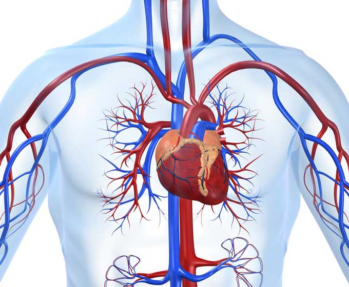 Herz Kreislauf Adern Körper Mensch Herzkreislauf System