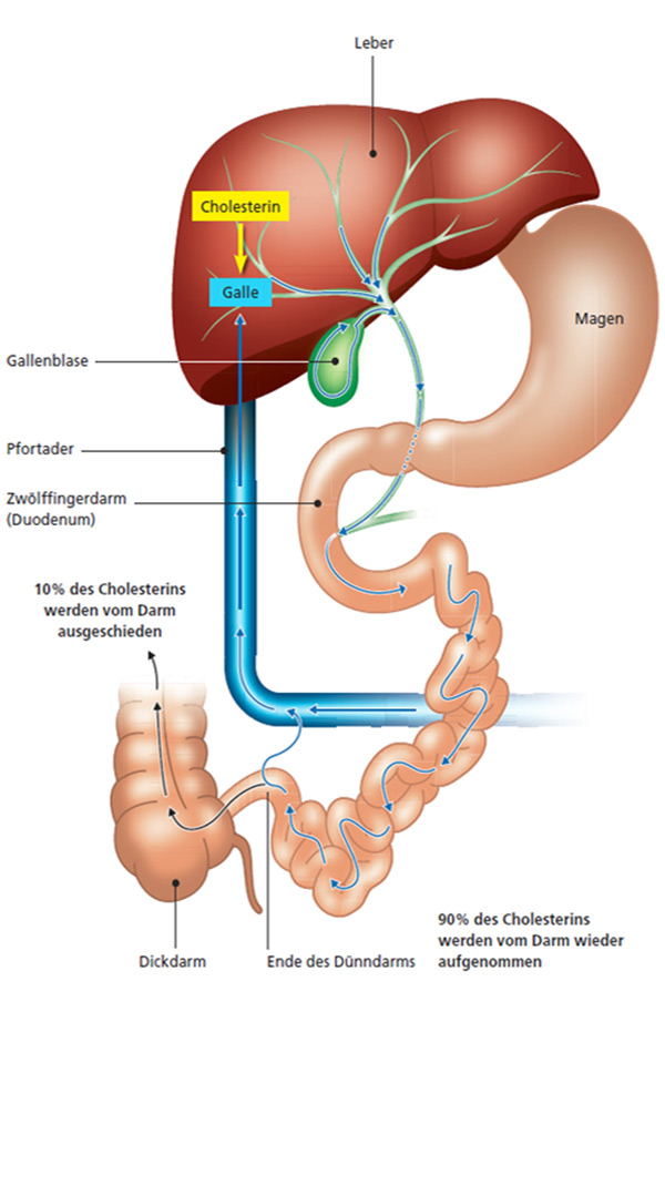 Cholesterin Kreislauf Galle Darm Leber