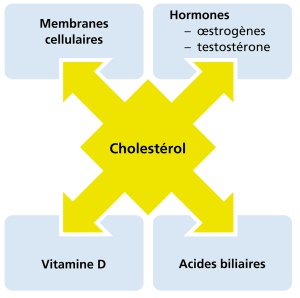 Cholesterin Funktion Blutkreislauf Körper Blutfette