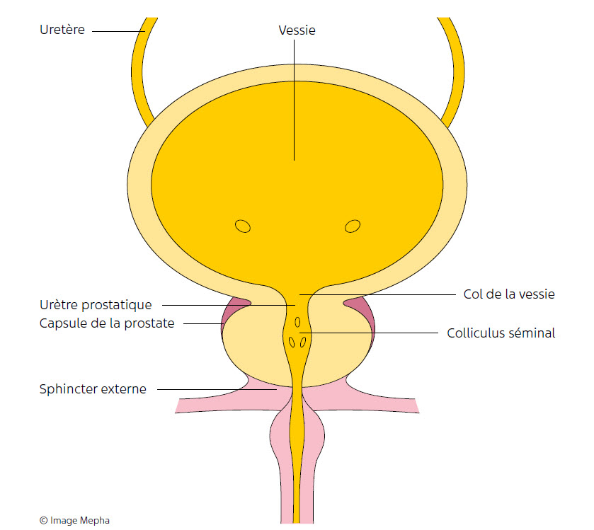 Prostata Vergrösserung Aufbau Männergesundheit