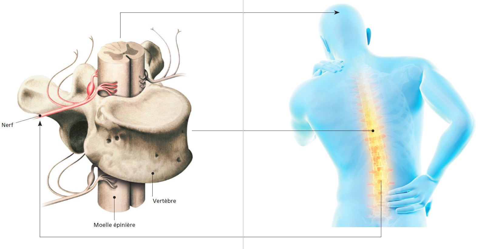 Dos-vertebre-nerfs-structure.JPG