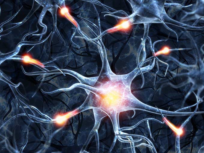 Synapsen Nerven Nervenzellen Schmerz Übermittlung