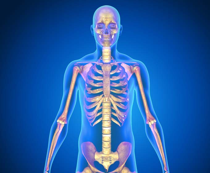 Skelett Knochen Mensch Osteoporose
