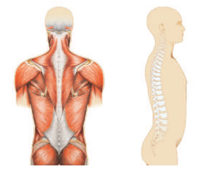 Rücken Anatomie Darstellung Wirbelsäule Muskeln
